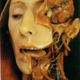 Illustration for article titled Wax anatomical figures are the stuff of nightmares